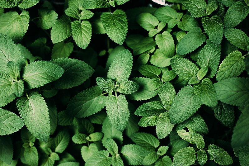 scopri-la-qualita-degli-ingredienti-elah-dufour-novi